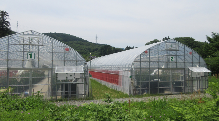 新保ふれあい農場ビニールハウス